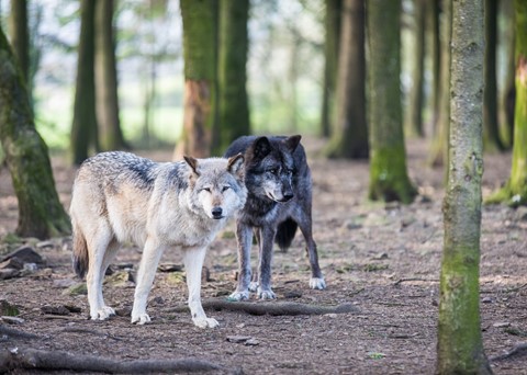 Forestia Dieren- en avonturenpark