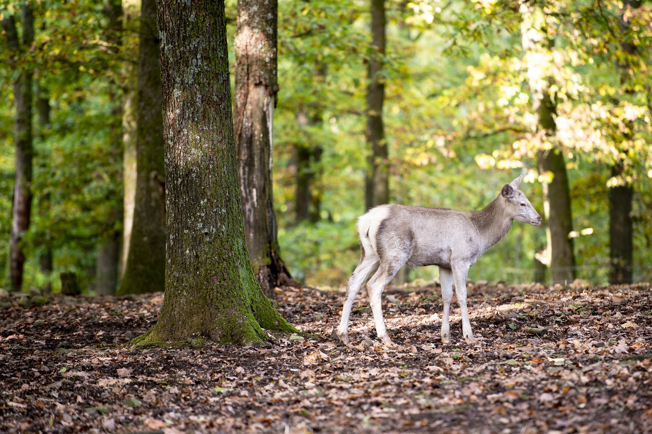 Saint-Hubert Wildlife Park
