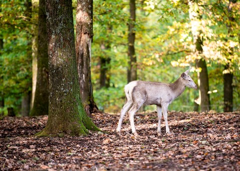 Wildpark van Saint-Hubert