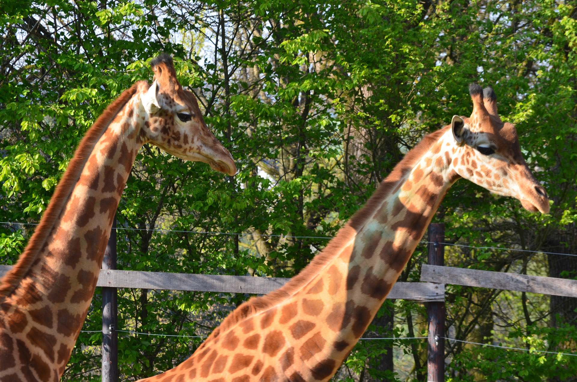 Bouillon Animal Park