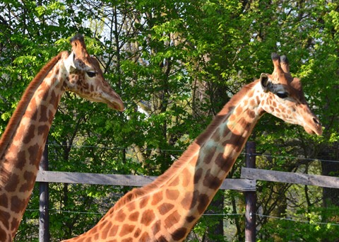 Dierenpark van Bouillon