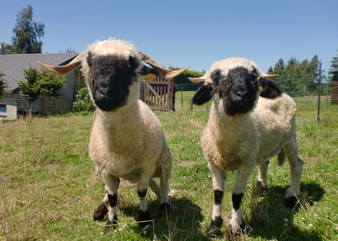 Animalaine