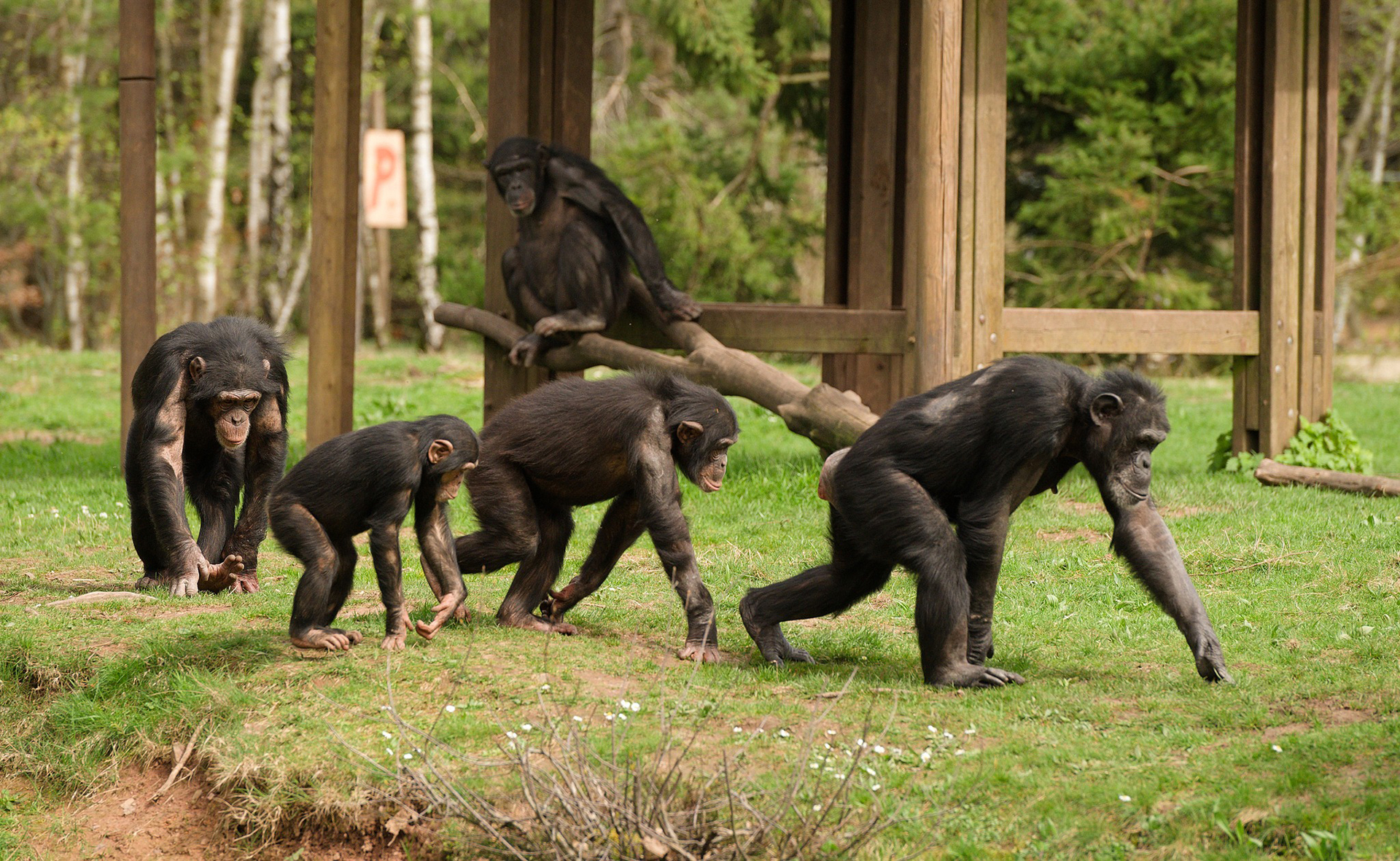 Monde Sauvage Safari Parc