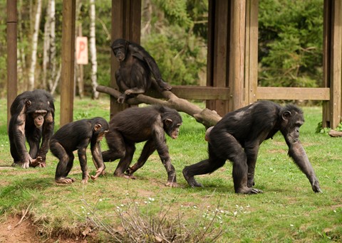 Monde Sauvage Wildlife Safari Park