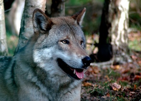 Parc à gibier de La Roche